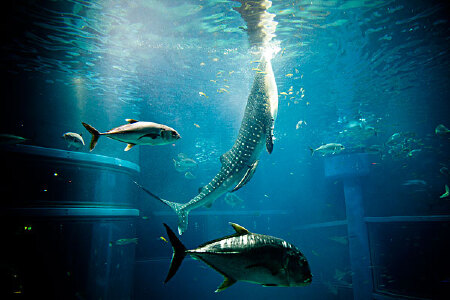 爱游戏视频-包含塔斯马尼亚联严阵以待，防守端力求零封对手的词条